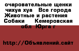 очаровательные щенки чихуа-хуа - Все города Животные и растения » Собаки   . Кемеровская обл.,Юрга г.